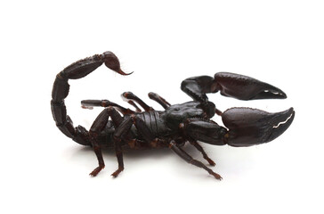 Scorpion ready to fight on white background