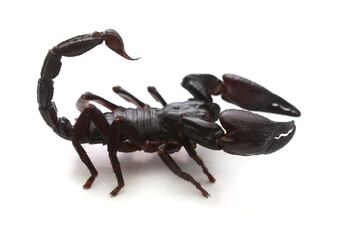 Scorpion ready to fight on white background