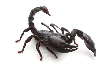 Asian giant forest scorpion (Heterometrus laoticus) isolated on white background