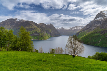 Idyllic Mountainous Fjord Landscape with Lush Forest and Snow-Capped Peaks, Geiranger Fjord, Norway