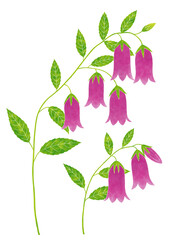 水彩風のホタルブクロ