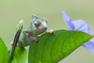 Baby High Pied veiled chameleon on branch, Baby High Pied veiled chameleon closeup on green leaves, Baby High Pied veiled chameleon closeup on natural background