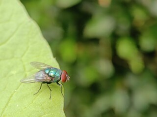 Vibrant green fly on leaf.
Keywords: