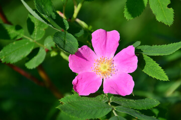 Close-up of a vibrant pink wild rose blooming in the sunlight