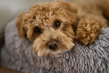 A cute little puppy, with its soft and curly fur, is peacefully resting on a warm, cozy soft bed that is comforting