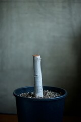 樹形をリセットするために幹を切断したフィカス