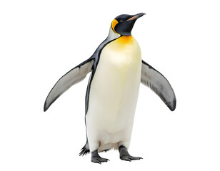 Fototapeta premium Transparent background Emperor Penguin Full Body Portrait, Realistic Studio Shot on White. for wildlife education, nature magazines, posters 