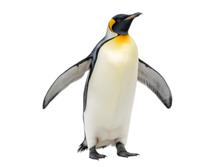 Transparent background Emperor Penguin Full Body Portrait, Realistic Studio Shot on White. for wildlife education, nature magazines, posters 
