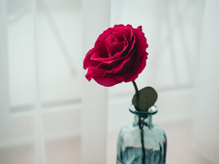 pink rose in a glass vase