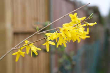 Close up of Yellow forsythia flowers on a branch in the garden.
