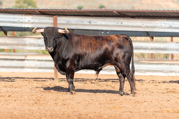 Strong black bull standing in dusty corral under bright sunlight near ranch in rural area