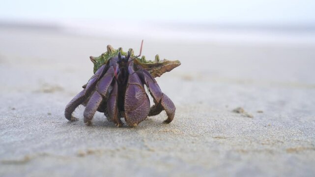 Top view of a purple hermit crab walking on sandy beach with a seashell on its back. A unique marine creature displaying natural adaptation and coastal wildlife behavior.