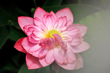 blossoming lotus flowers in pond