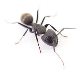 Brown forest ant.
