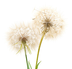 Fototapeta premium Dandelion blossom blow ball isolated.