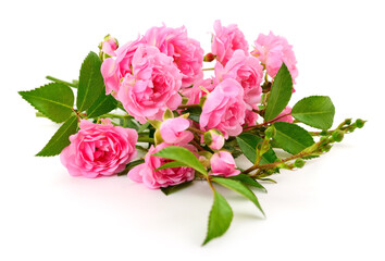 Beautiful pink roses.