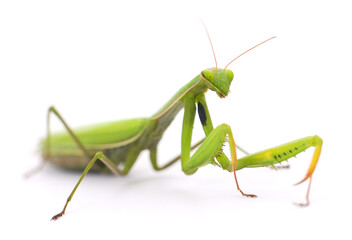 Mantis isolated on white background.