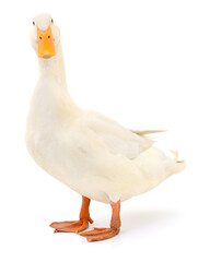 Duck on white.