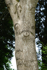 Tree Trunk with Natural Bark Patterns Resembling Eyes