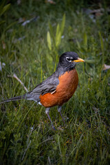 american robin in the grass on a summer evening