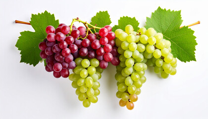Red and Green Grapes on a Vine on White Background: Perfect for Adobe Stock Contributor