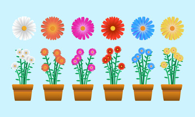 Daisy Flower Collection