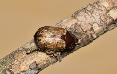 Panhandle beach anomala scarab beetle Anomala flavipennis insect nature pest control.