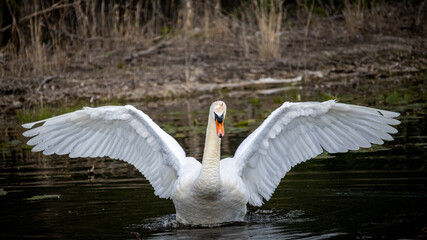 mute swan stretching its wings standing in the shallow water