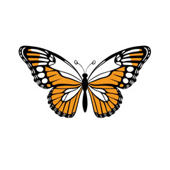 Obraz premium Elegant orange and white butterfly design transparent background