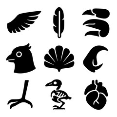 Bird Anatomy Icons. Solid style icons of bird anatomy for study: wing anatomy, feather cross-section, beak types, eye and crest,