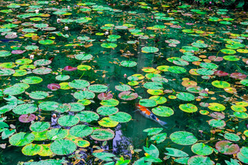 日本の岐阜県関市の名もなき池