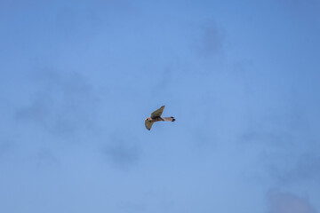 bird in the sky