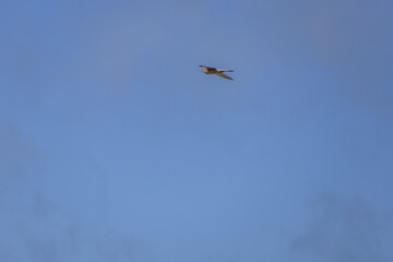 bird in the sky