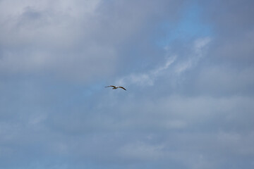 seagull in the sky