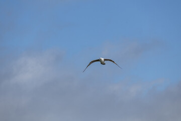 seagull in the sky