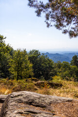 autumn forest in the mountains
