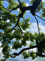 Pod drzewem, niebieskie niebo, polska wieś,