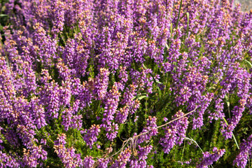 Obraz premium lavender field in provence