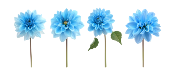 Pack Collection Five Blue Flowers on Black Background Perfect for Design Projects set against transparent background