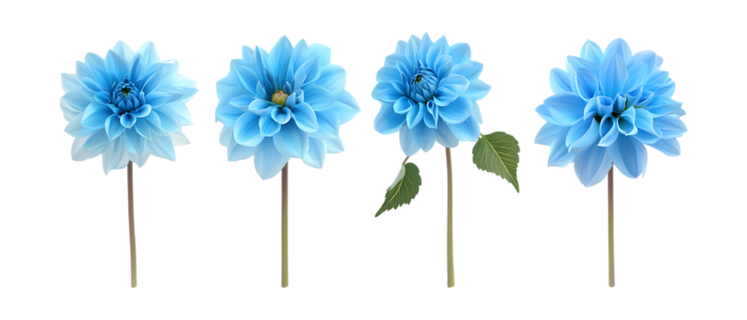 Pack Collection Five Blue Flowers on Black Background Perfect for Design Projects set against transparent background