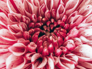 close up of pink chrysanthemum