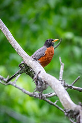 american robin on a branch