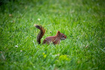 red squirrel in the grass