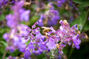 bee closeup with purple catmint faassen's catnip flowers