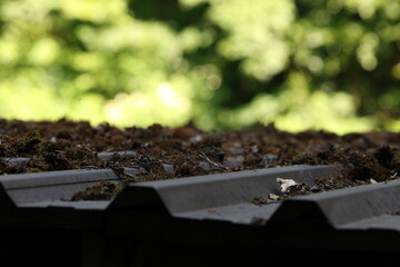 Sunlit moss-covered roof edge with forest background