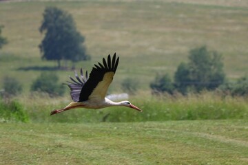 White stork flying low over a summer meadow
