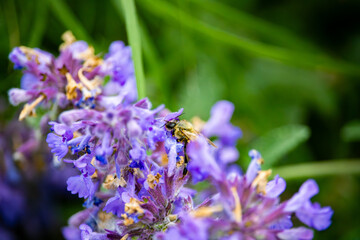 bee on a purple catmint plant's flower