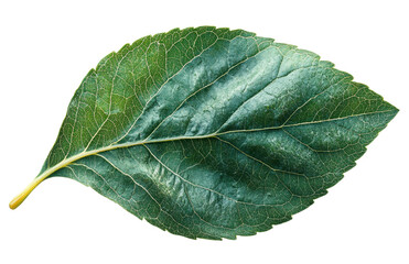 Obraz premium Single green leaf isolated on transparent background. PNG.