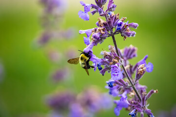 bumblebee with open wings on a purple flower