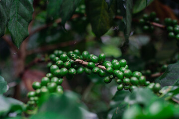 A cozy coffee shop scene with a cup of coffee, creamy latte art and roasted coffee beans shot in flat lay style. Perfect for breakfast.